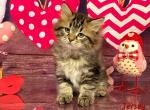 Jersey - Siberian Cat For Sale - Clintwood, VA, US