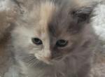 Graycie - Siberian Kitten For Sale - Port Murray, NJ, US