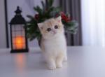 Holly - British Shorthair Kitten For Sale - 