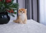 Henry - British Shorthair Kitten For Sale - NY, US