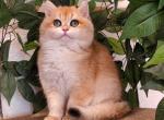 Mcflurry - British Shorthair Kitten For Sale - Los Angeles, CA, US