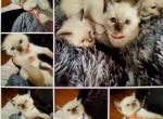 Divas - Siamese Kitten For Sale - Hampden, MA, US