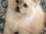 Andy - Ragdoll Kitten For Sale - Bushnell, FL, US
