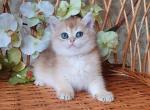 Orlando - British Shorthair Kitten For Sale - Brooklyn, NY, US