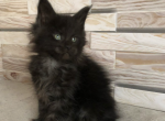 Caty - Maine Coon Kitten For Sale - Brooklyn, NY, US