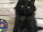 Cliff - Maine Coon Kitten For Sale - Brooklyn, NY, US