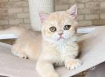 Leona - British Shorthair Cat For Sale - Brooklyn, NY, US