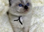 Sylvester and Saige Ragdoll - Ragdoll Kitten For Sale - Wellsville, OH, US