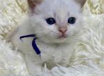 Flame Point Female - Siamese Kitten For Sale - Wellsville, OH, US