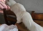 Spun Sugar - Munchkin Cat For Sale - Houston, TX, US