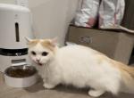 Nana - Munchkin Cat For Sale - Chino, CA, US