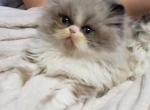 Mustache seal bicolor - Persian Kitten For Sale - Endicott, NY, US