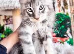 Henry - Maine Coon Cat For Sale - FL, US