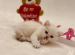 Musa - British Shorthair Kitten For Sale - Portland, OR, US