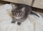 Blue Female Maine Coon - Maine Coon Kitten For Sale - Cumming, GA, US