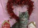 Sold female - Maine Coon Kitten For Sale - Waterloo, IN, US