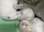 New Scottish fold litter - Scottish Fold Kitten For Sale - San Diego, CA, US