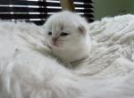 Scottish fold and straight kittens available - Scottish Straight Kitten For Sale - San Diego, CA, US