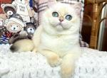 Jasmin - British Shorthair Cat For Sale - Hollywood, FL, US