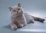 Rascal - British Shorthair Cat For Sale - Hollywood, FL, US