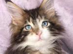 Charles - Maine Coon Kitten For Sale - Hollywood, FL, US