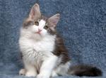 Aurora - Maine Coon Kitten For Sale - Hollywood, FL, US