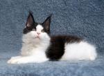 Victor - Maine Coon Cat For Sale - Hollywood, FL, US