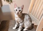 Bengal Boy - Bengal Kitten For Sale - Berwyn, IL, US