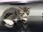 Hannah - Scottish Straight Kitten For Sale - 