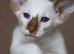 Admiral - Oriental Kitten For Sale - Memphis, TN, US