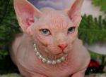 SMILEY FACE - Sphynx Cat For Sale - Memphis, TN, US