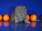 Aneira - Persian Kitten For Sale - Memphis, TN, US