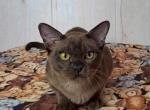 Fabiana - Burmese Cat For Sale - Odesa, Odessa Oblast, UA