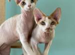 Secret Elf Sergio - Devon Rex Kitten For Sale - Odesa, Odessa Oblast, UA