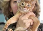 Oscar - Abyssinian Kitten For Sale - Odesa, Odessa Oblast, UA