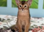 Odysseus - Abyssinian Kitten For Sale - Odesa, Odessa Oblast, UA