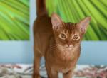 Koko - Abyssinian Cat For Sale - Odesa, Odessa Oblast, UA