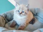 Peresvit - Siberian Kitten For Sale - Norwalk, CT, US