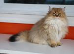 Primrose - Scottish Straight Cat For Sale - Levittown, PA, US