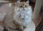 Pearl - Scottish Straight Cat For Sale - Levittown, PA, US