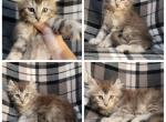 Female girl - Highlander Kitten For Sale - Monroe, MI, US