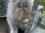 Bubbles - Persian Kitten For Sale - Georgetown, DE, US