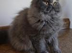Persian Jewel Four - Persian Kitten For Sale - 