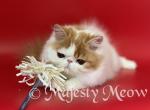 Persimon - Persian Cat For Sale - Yucca Valley, CA, US