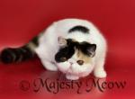 Charlotta - Exotic Cat For Sale - Yucca Valley, CA, US