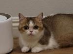 Melon - Munchkin Cat For Sale - 