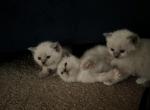 ON HOLD Kats Ravishing Ragdoll kittens - Ragdoll Kitten For Sale - Lancaster, PA, US