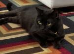 RadagastUPDATED - Burmese Cat For Sale/Retired Breeding - Seattle, WA, US