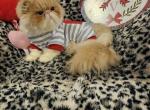 Cream Puff - Persian Cat For Sale - 