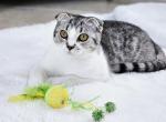 Scotty fold Bunny - Scottish Fold Kitten For Sale - Fort Lauderdale, FL, US